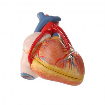 Heart Model with Bypass