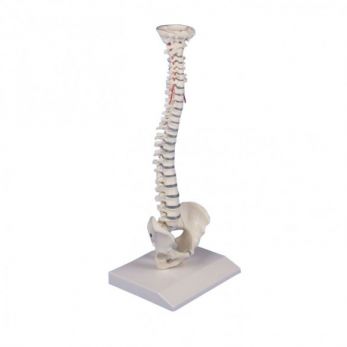 Erler Zimmer Miniature Spinal Column