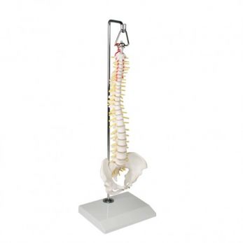 Miniature Spinal Column on Hanging Stand