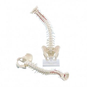 Erler ZImmer Vertebral Column with Pelvis and Stand