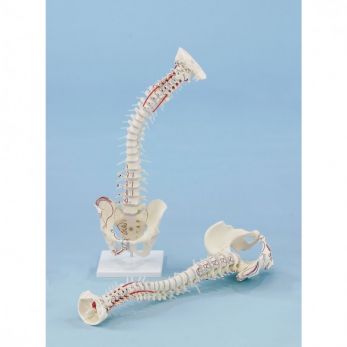 Vertebral Column with Pelvis, Muscle Markings and Stand