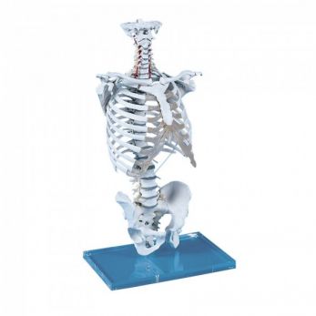 Vertebral Column with Thoracic Cage