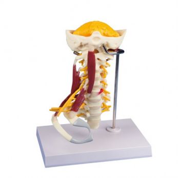 Muscled Cervical Spine