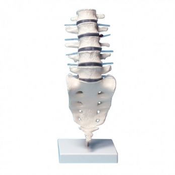 Lumbar Vertebral Column with Stand