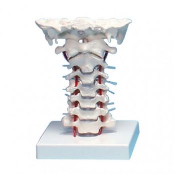 Cervical Vertebral Column with Stand