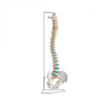 Erler Zimmer Flexible Vertebral Column