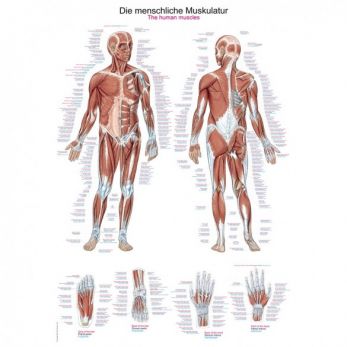 Erler Zimmer Musculature Poster -  70 x 100cm