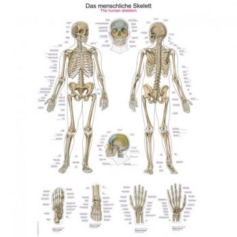 The Human Skeleton - Small Poster