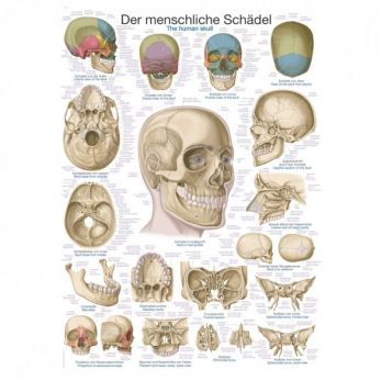 The Human Skull - Poster