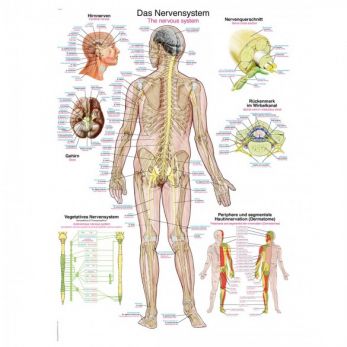 The Nervous System - Poster
