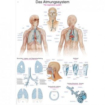 The Respiratory System - Poster