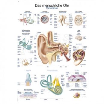 The Human Ear - Poster