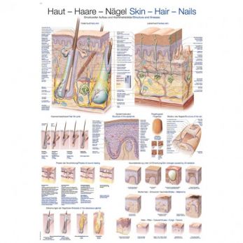 Skin, Hair and Nails - Poster