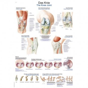 The Knee - Poster