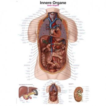 Internal Organs - Poster