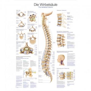 The Vertebral Column - Small Poster