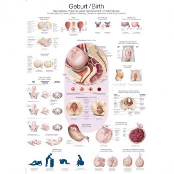 Birth - Small Poster