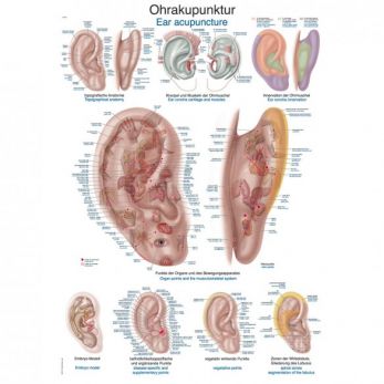 Ear Acupuncture - Small Poster