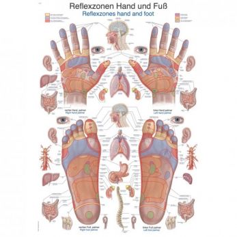 Hand and Foot Reflex Zones - Small Poster