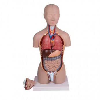 Erler Zimmer Miniature Torso - 16 Part, Dual Sex