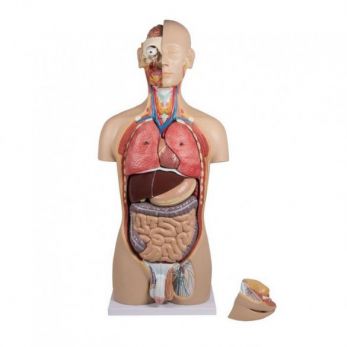 Erler Zimmer Torso - 27 Parts, Dual Sex