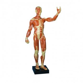 Muscular Figure - One Third Life-Size