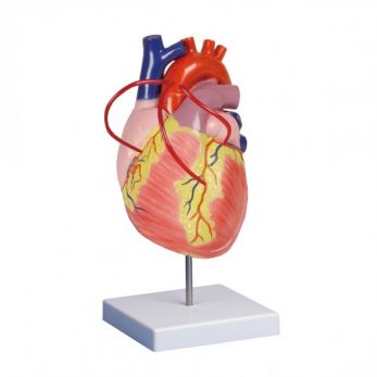 Heart Model with Bypass - 2 Times Life-Size, 2 Parts
