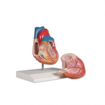 Heart Model with Conducting System - 2 Parts