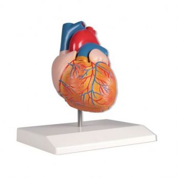 Erler Zimmer Heart Model - Life Size, 2 Parts