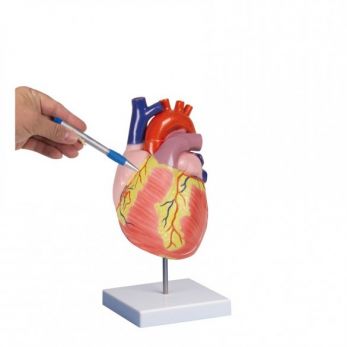 Human Heart - 2 Times Life-Size, 2 Parts