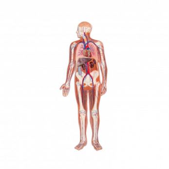Erler Zimmer Circulatory System Relief Model - 1/2 Life Size