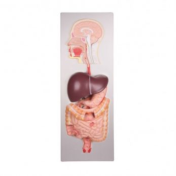 Erler Zimmer Human Digestive System - 5 Parts