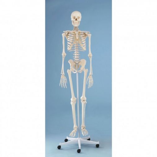 Skeleton Model - 'Willi'