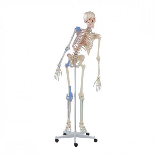Erler Zimmer Skeleton Model with Movable Spine, Muscle Markings and Ligaments