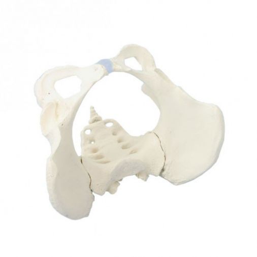 Female Pelvis Model with Sacrum 