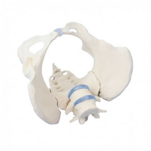 Female Pelvis Model with Sacrum and 2 Lumbar Vertebrae
