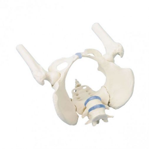 Female Pelvis Model with Sacrum, 2 Lumbar Vertebrae and Femoral Stumps