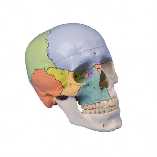 Skull Model - 3-Part and Didactical Painted