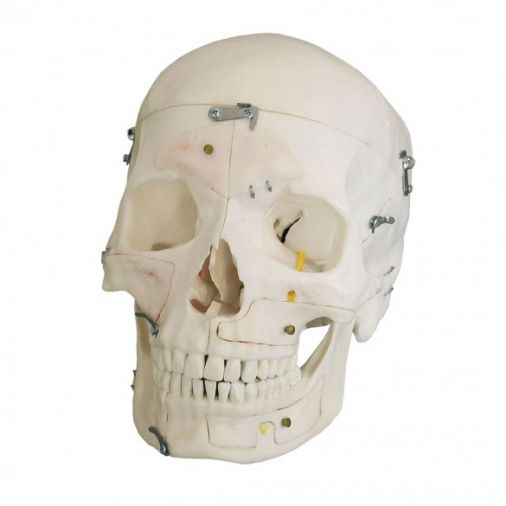Demonstration Skull - 14 Parts