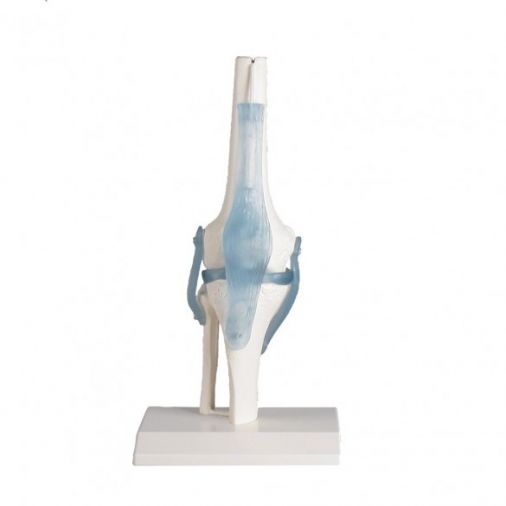 Knee Joint with Ligaments and Stand