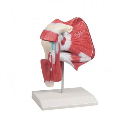 Shoulder Model with Deep Muscle