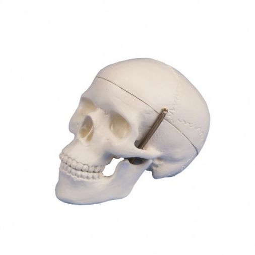 Miniature Skull - 3-Part