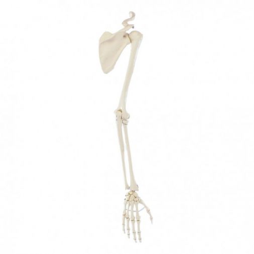 Skeleton of Arm with Shoulder Girdle