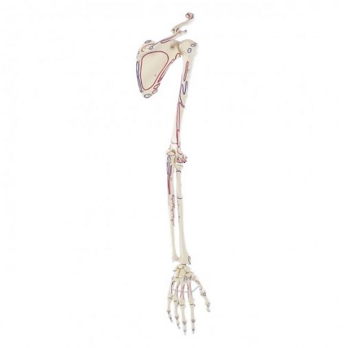 Skeleton of Arm with Shoulder Girdle and Muscle Marking