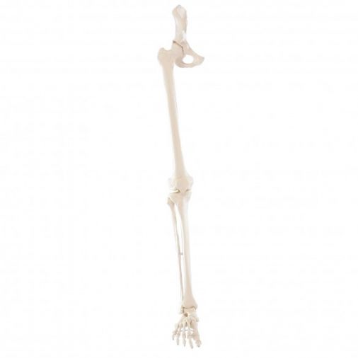 Leg Skeleton with Half Pelvis