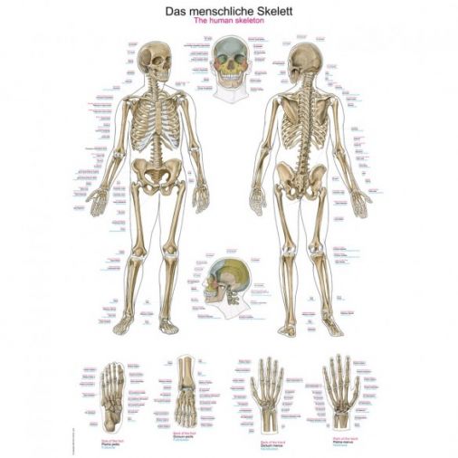 The Human Skeleton - Small Poster