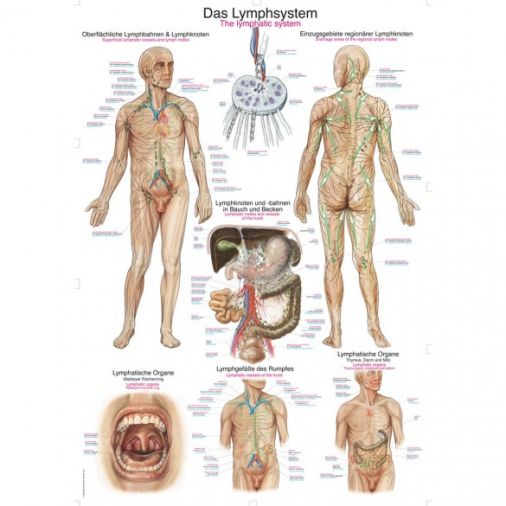The Lymphatic System - Poster