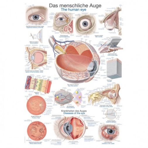 The Human Eye - Poster