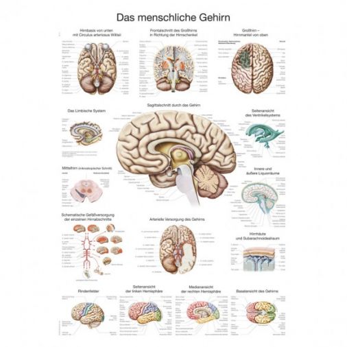 The Human Brain - Poster