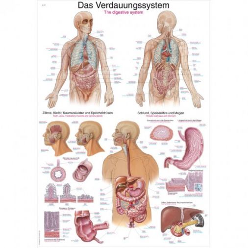 The Digestive System - Poster